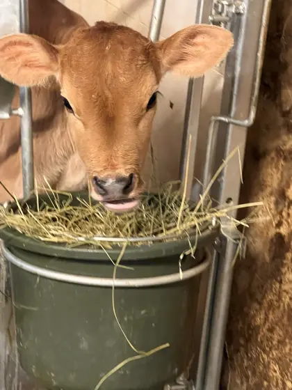 Jersey Kälber, Kalbinnen