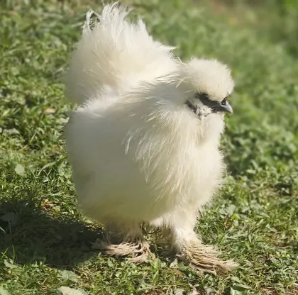 Seidenhahn