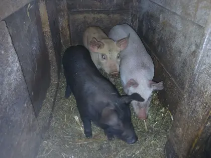Pietrain x Deutsches Sattelschwein Ferkel