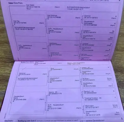 Hannoveranerstute (Prämienstute)