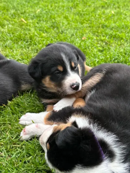 Border Collie, Appenzeller Welpen zu vergeben