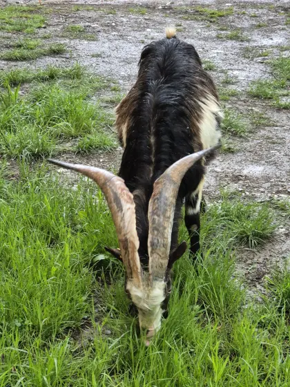 Tauernscheckenbock