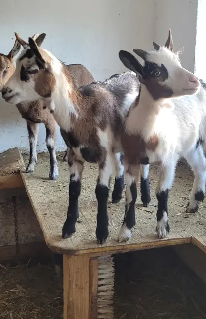 Ab sofort geben wir behornte w/m Ziegenkitze her.