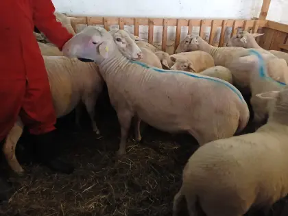 Merino-Widder