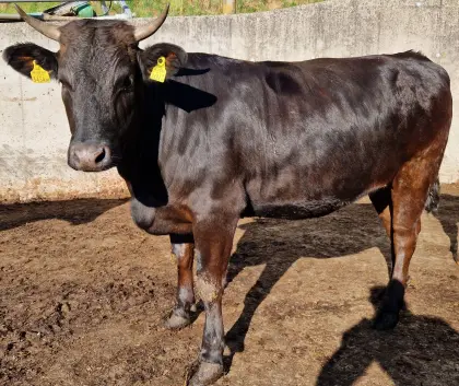 Wagyu x Fleckvieh Mastkalbin