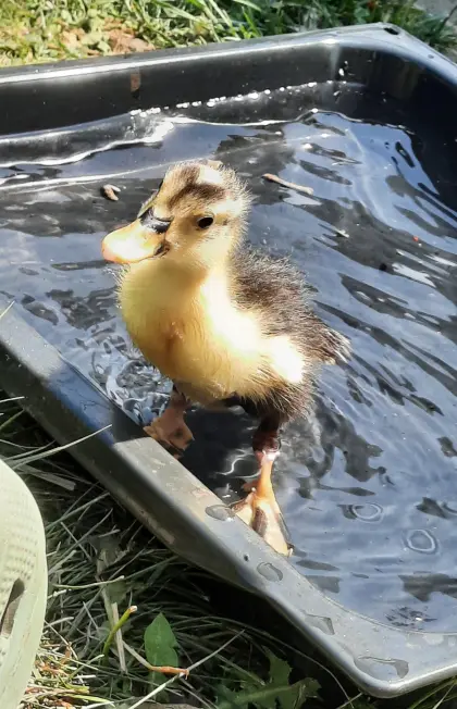 Laufentenküken ca. 6 Wochen alt, 3 Stk.