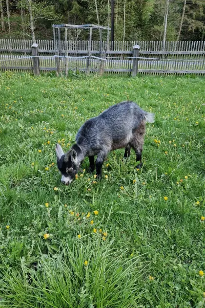 Blobe Ziegen, weiblich und Bockkitz