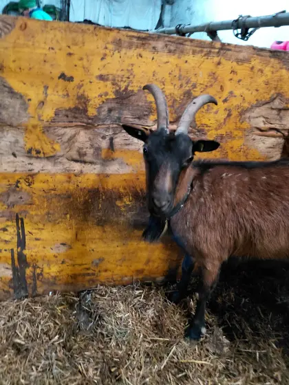 Verkaufe Ziege mit Horn