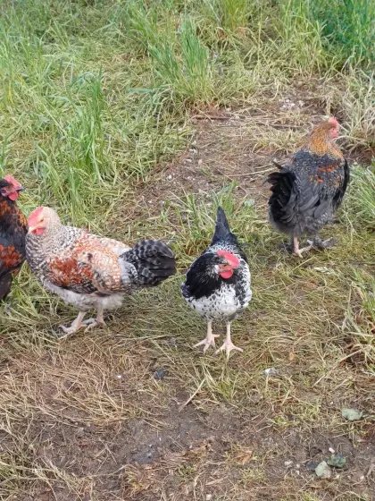 Junghähne Cream Legbar, Marans und Mix-Hähne