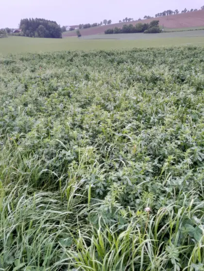 Frische Bio-Silageballen zum Selberwickeln