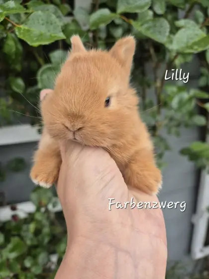 Farbenzwerg-Kaninchen, Zwergkaninchen-Nachwuchs