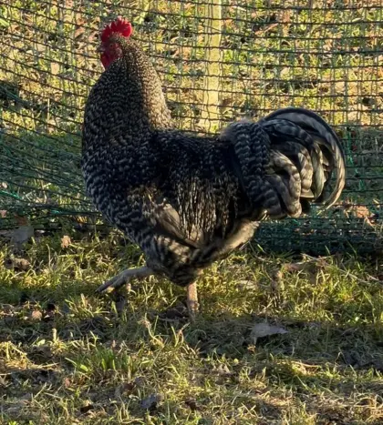 Zwerg-Orpington-Mix-Hahn