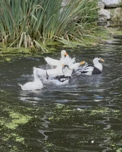Landenten-Erpel auf Wunsch mit 1-3 Enten