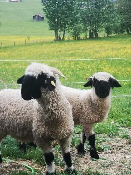 Walliser Schwarznasenlämmer