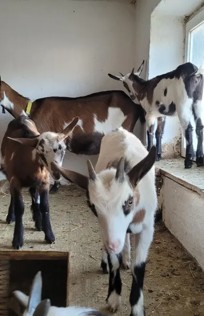 Mutterziege in Milch mit 3 weiblichen Kitzen ab sofort