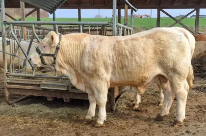 Charolais-Zuchtstier zu verkaufen