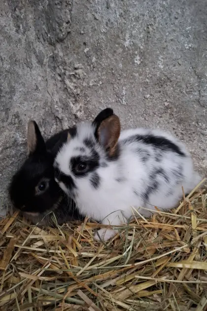 Kaninchen