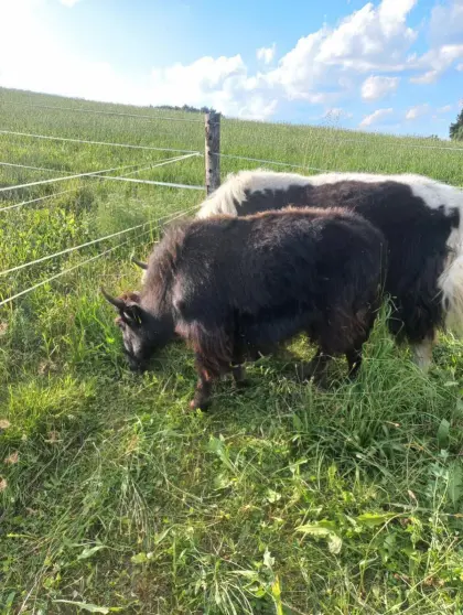 Yak-Kalbinnen
