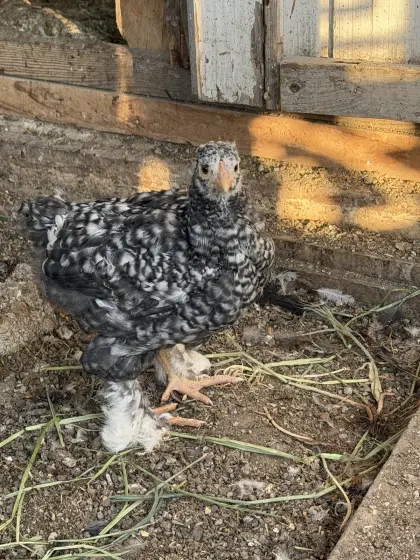 Brahma