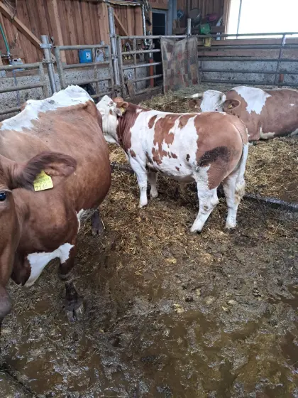 FV Stier