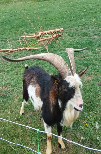 Tauernschecken-Bock