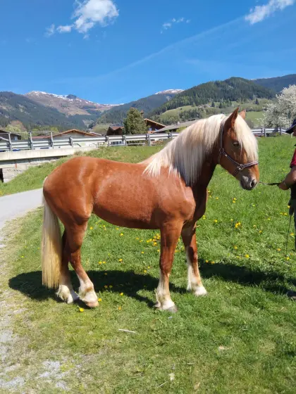 3-jährige Noriker Fuchsstute "Elena"