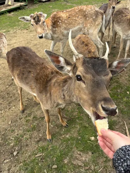 Damwild Spießer
