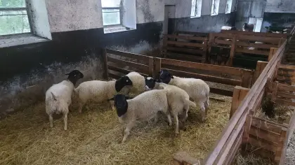 Dorper Jungwidder