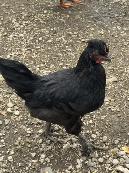 Maran-Hahn, 7 Wochen, zu verschenken