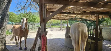 Offenstallplätze im Handschuhsheimer Feld frei