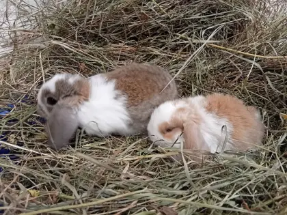 Zwergkaninchen
