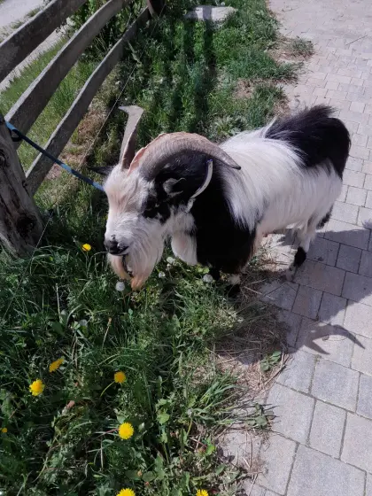 Zwergziegenbock „Ludwig“ sucht ein neues Zuhause