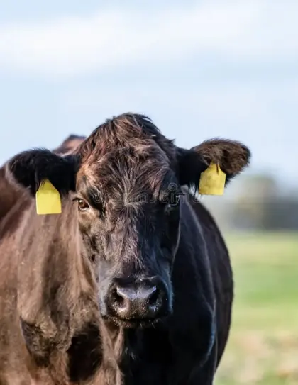 Suche Angus-, Wagyu-Rinder