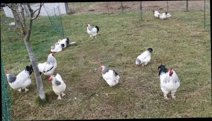 Zuchtstamm Sundheimer Huhn