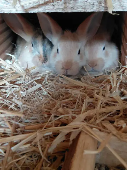 Süße Kaninchen