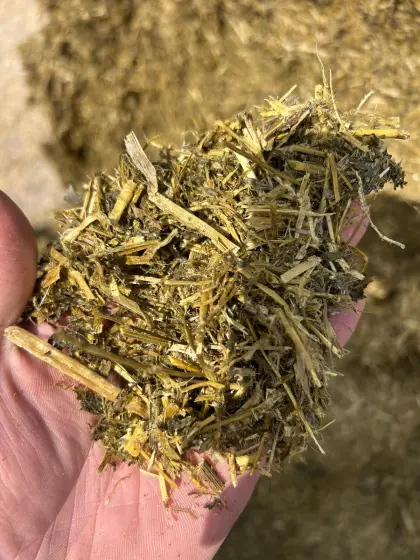 Luzerne-Silage-Ballen, gehäckselt