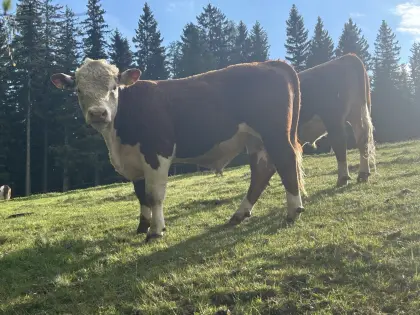 Verkaufe Stiere