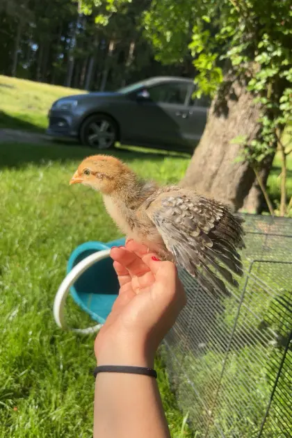 Bielefelder Kennhuhn-Hahn