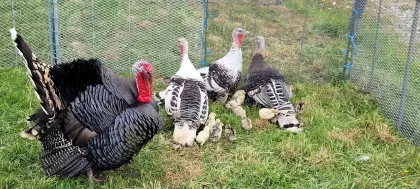 Putenküken aus Naturbrut abzugeben.