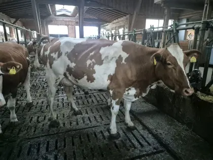 Bio FL und FL×RF Jungkühe