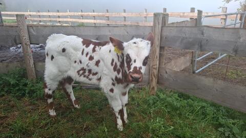 Normande Stierkalb