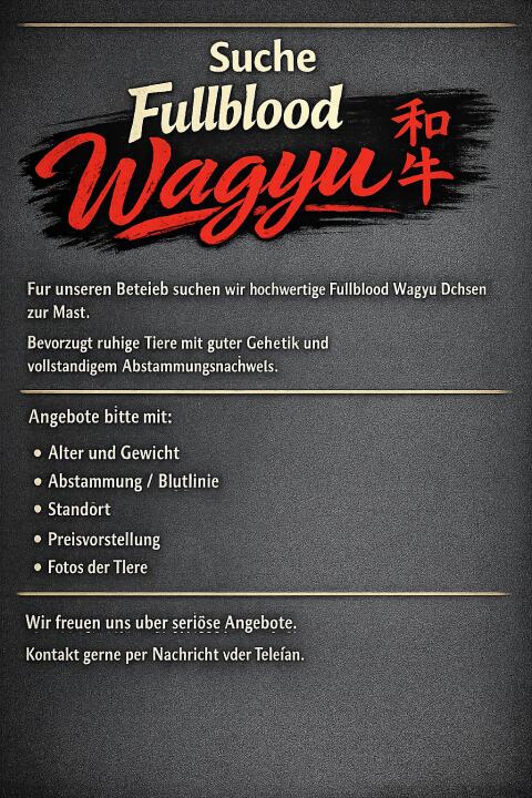 Suche Fullblood Wagyu Ochsen
