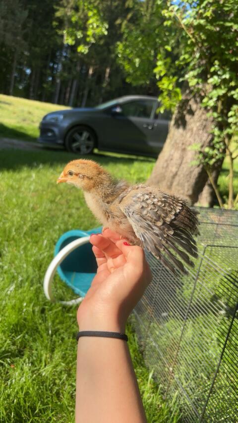 Bielefelder Kennhuhn-Hahn