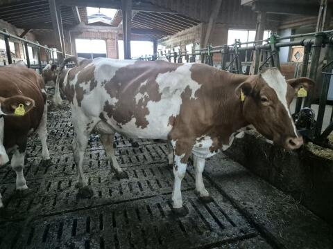 Bio FL und FL×RF Jungkühe