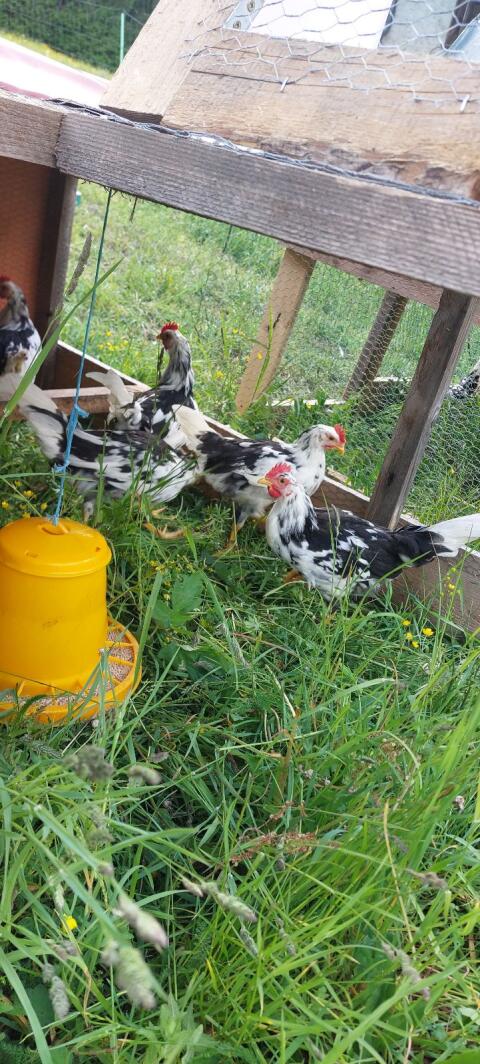 Junge Hähne Leghorn Exchequer Hahn