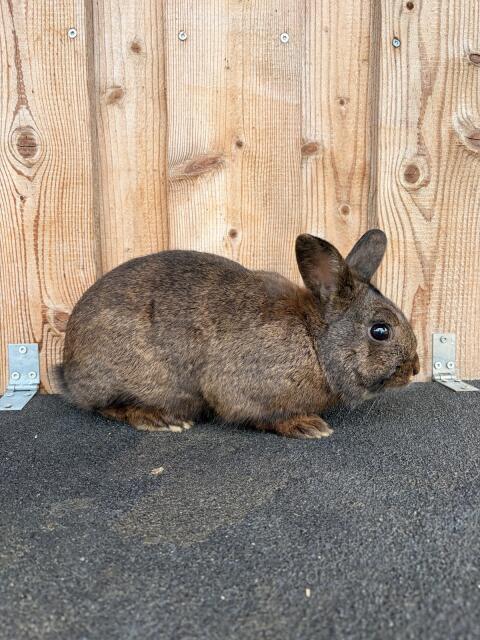 Zwergkaninchen