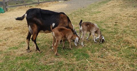 Anglo-Nubier Herdbuchpapiere mit 2 weibl. Kitzen