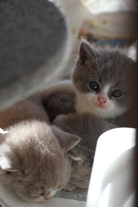 Katzenbabys, Kitten