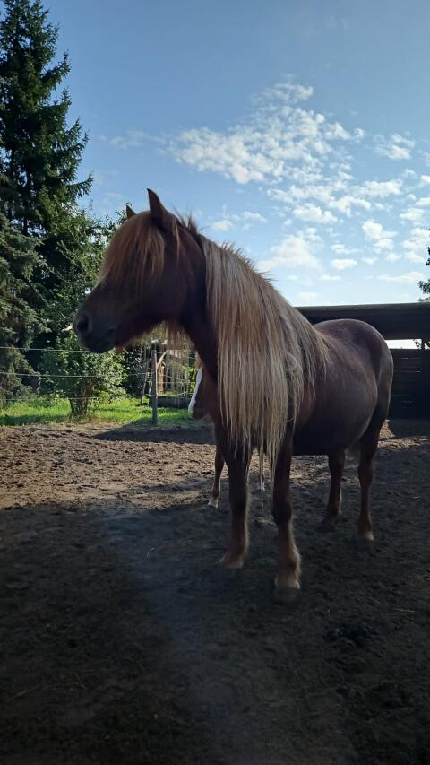 Islandpferd, Elitezuchtstute