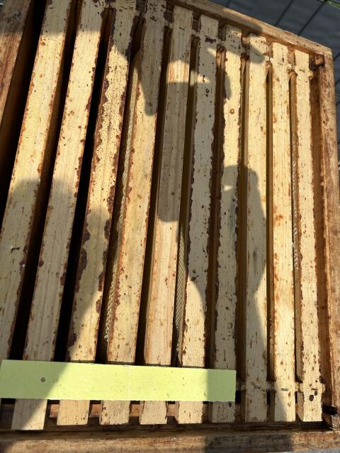 Bienen Bautel